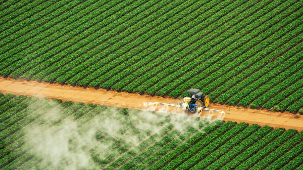 Best Ant Control Services  in Catlettsburg, KY