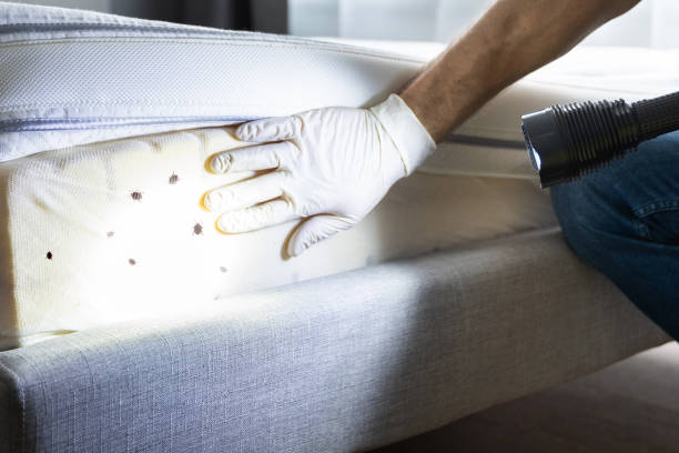 Best Pest Removal Services  in Catlettsburg, KY