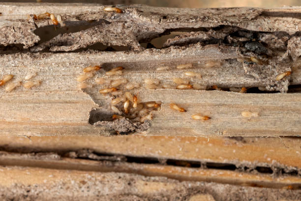 Best Affordable Pest Control Services  in Catlettsburg, KY